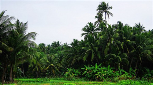 灵丘县蕾丝文胸加盟投资开店哪家品牌有优势，蕾丝文胸的卖点