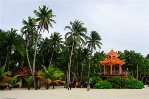 炒苦丁茶怎么炒最好吃呢（苦丁茶怎么煮好喝）